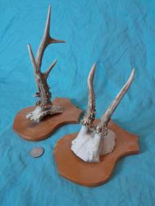 Set of 2 Antique & Obscure European Roe Deer Antlers Wallmounts - Image 4