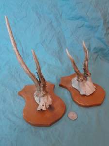 Set of 2 Antique & Obscure European Roe Deer Antlers Wallmounts - Image 6