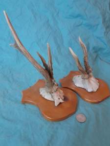 Set of 2 Antique & Obscure European Roe Deer Antlers Wallmounts - Image 8